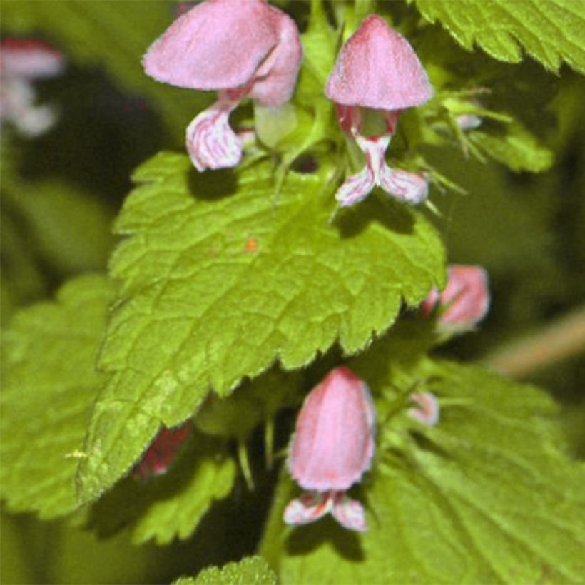 Lamium maculatum Cannon s Gold - Lamier panaché (Foliage)