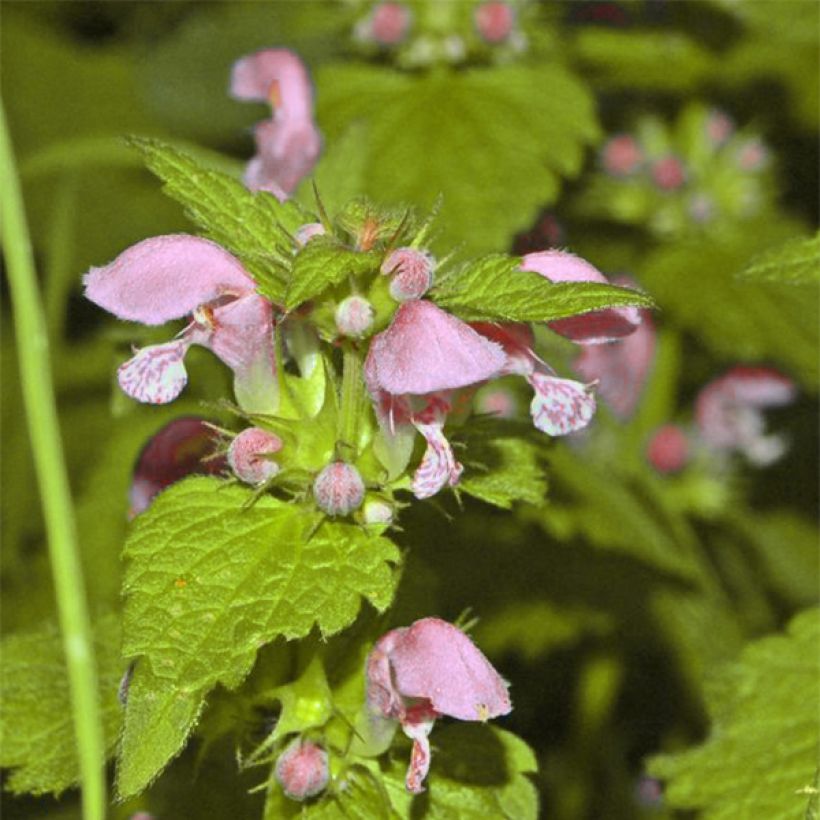 Lamium maculatum Cannon s Gold - Lamier panaché (Flowering)