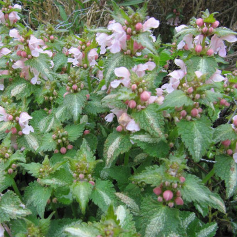 Lamium maculatum Purple Dragon - Lamier argenté et violet (Flowering)