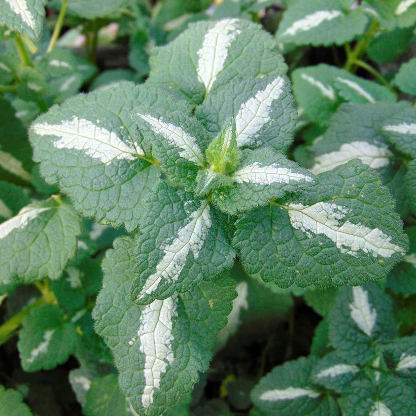 Lamium maculatum Shell Pink - Lamier rose (Foliage)