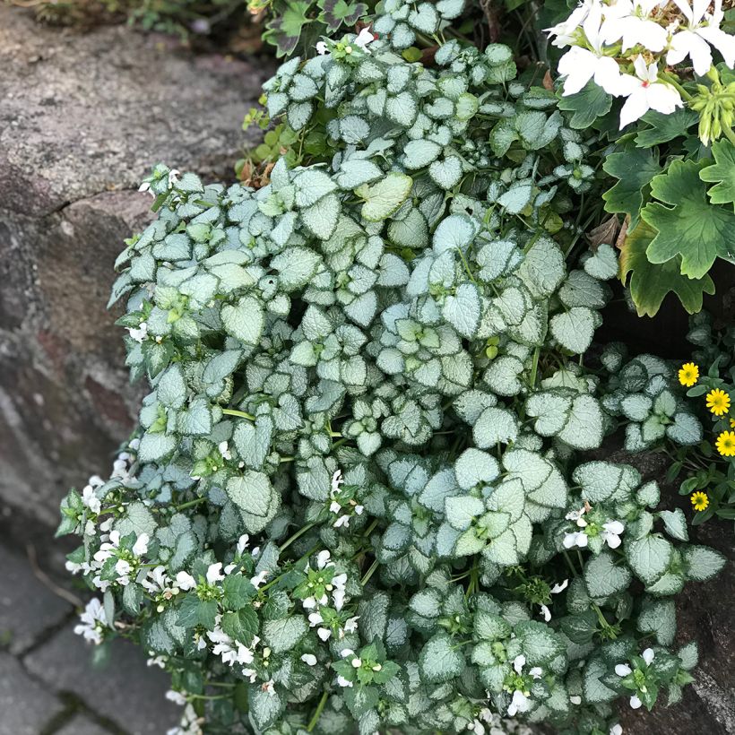 Lamium maculatum White Nancy - Lamier blanc (Plant habit)