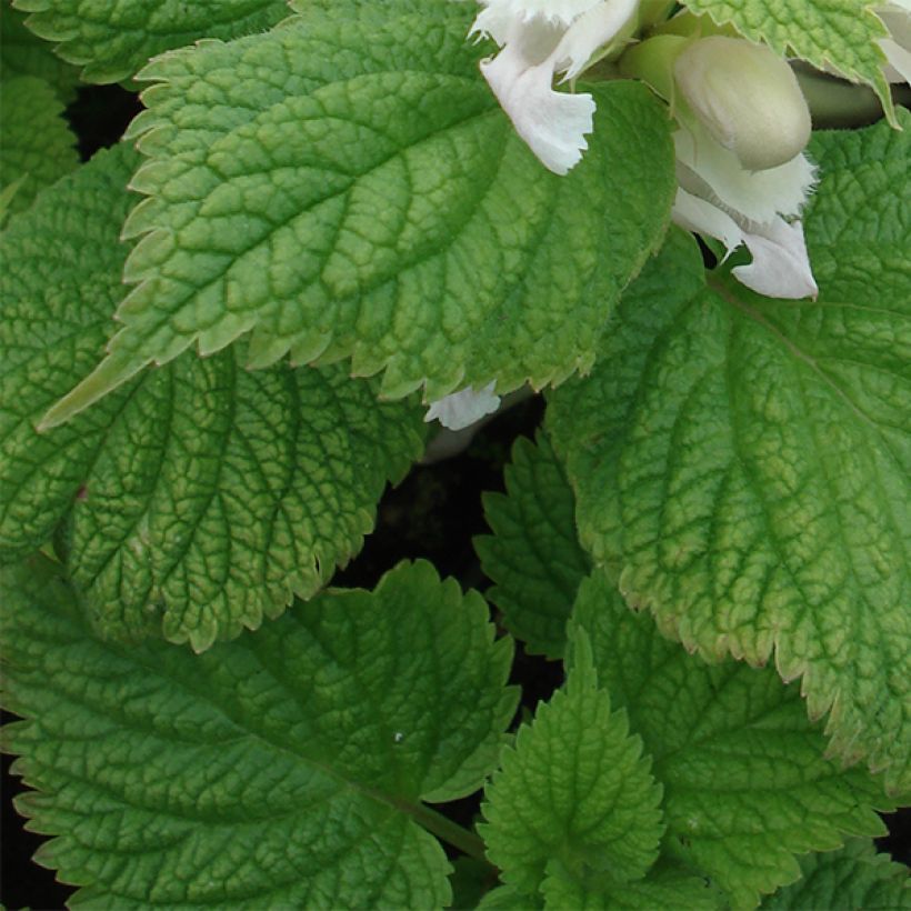 Lamium orvala Album - Lamier orvale (Foliage)