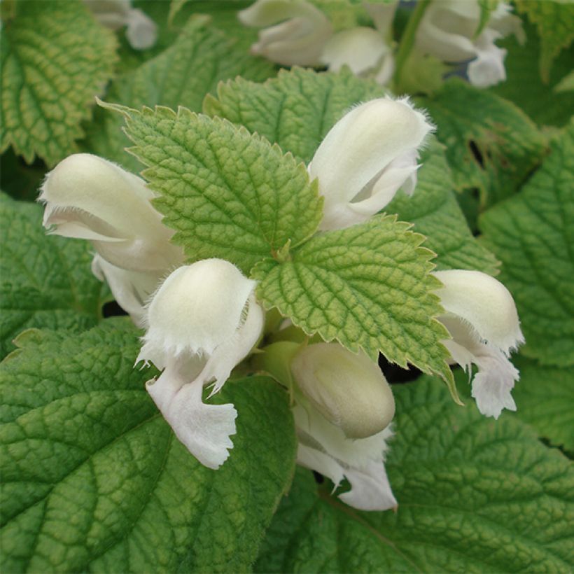 Lamium orvala Album - Lamier orvale (Flowering)