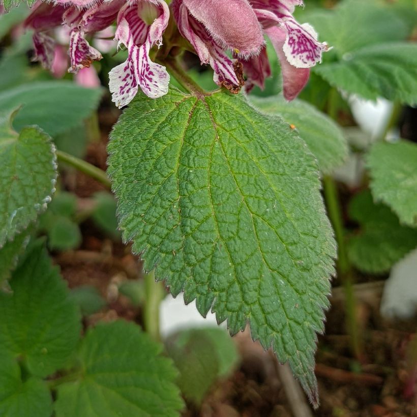 Lamium orvala - Lamier orvale (Foliage)