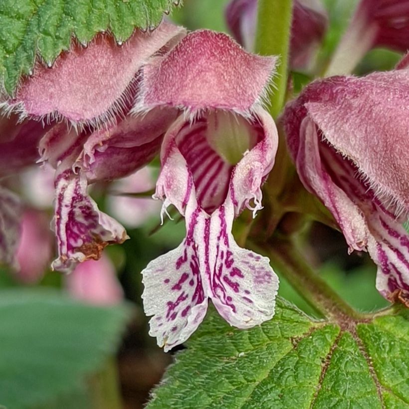 Lamium orvala - Lamier orvale (Flowering)