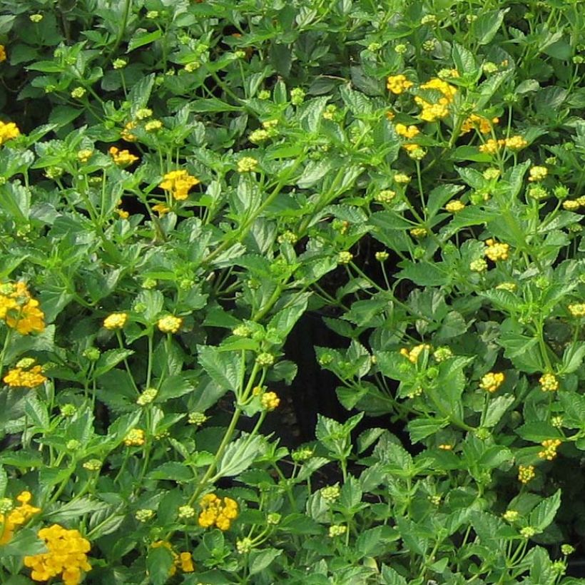 Lantana Chapel Hill Gold (Foliage)