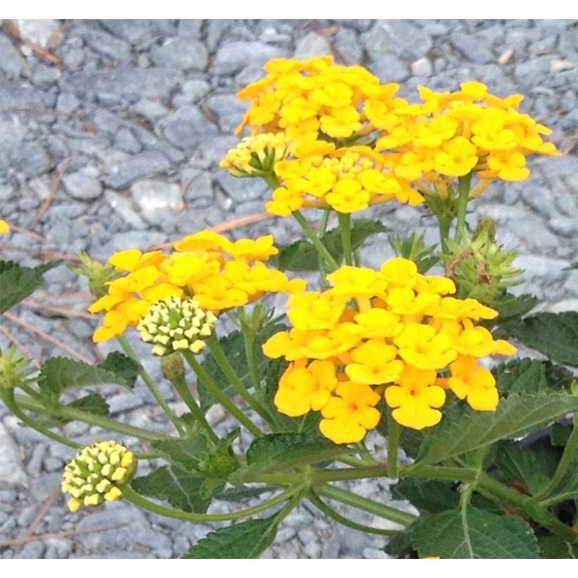 Lantana Chapel Hill Gold (Flowering)