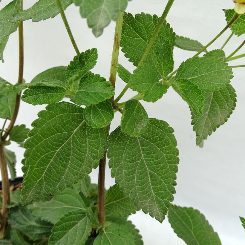 Lantana Sunny Side Up (Foliage)