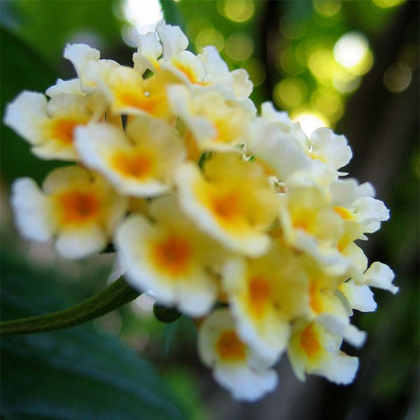 Lantana Sunny Side Up (Flowering)
