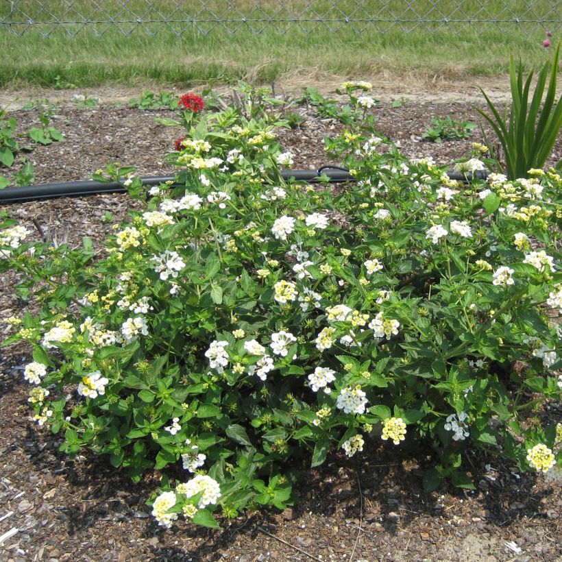 Lantana Sunny Side Up (Plant habit)