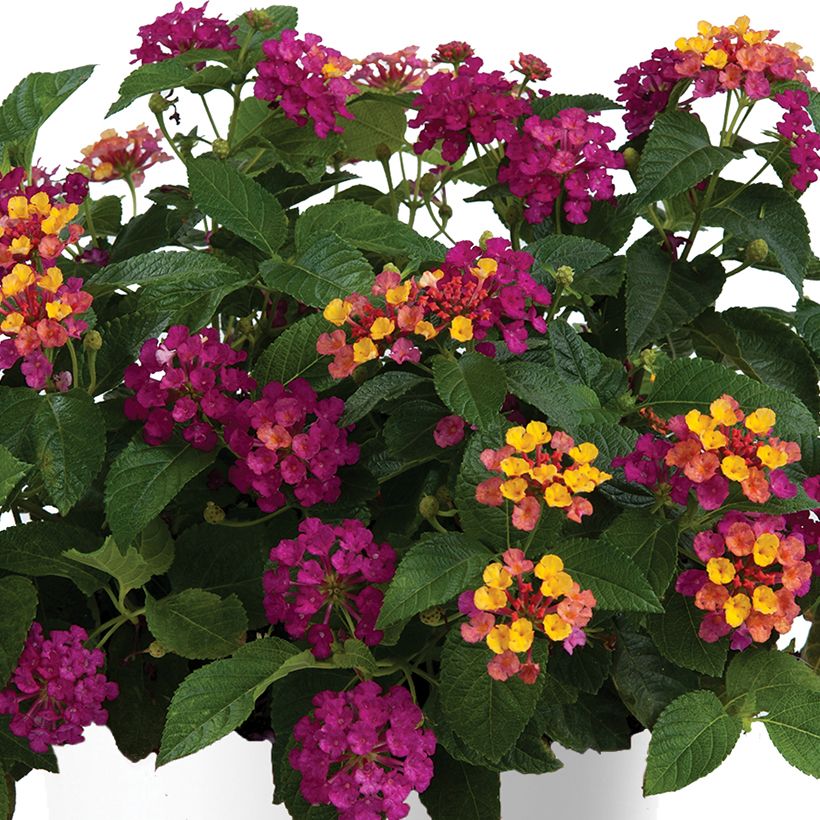 Lantana camara Gem Diva Pink (Flowering)