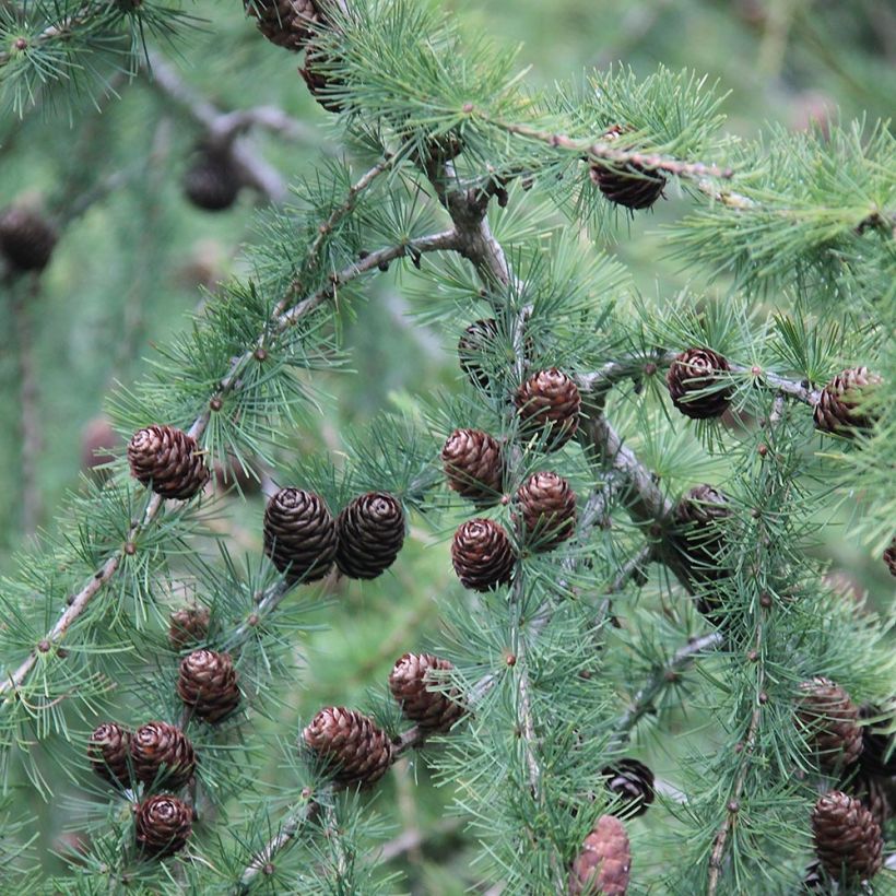 Larix decidua - Mélèze d'Europe (Foliage)