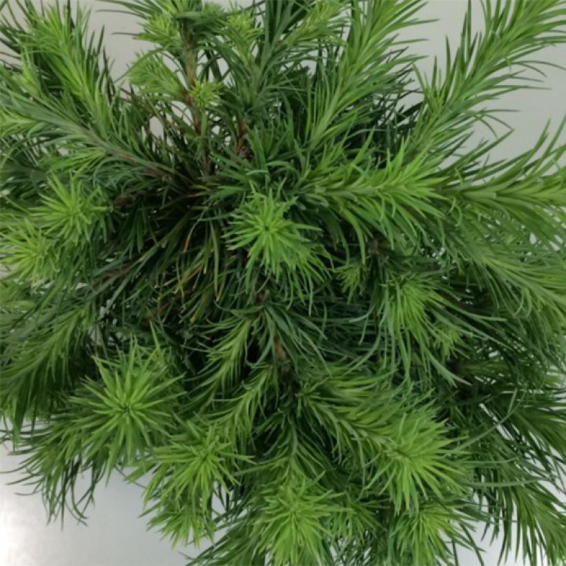 Larix kaempferi Blue Dwarf - Mélèze du Japon nain                       (Foliage)