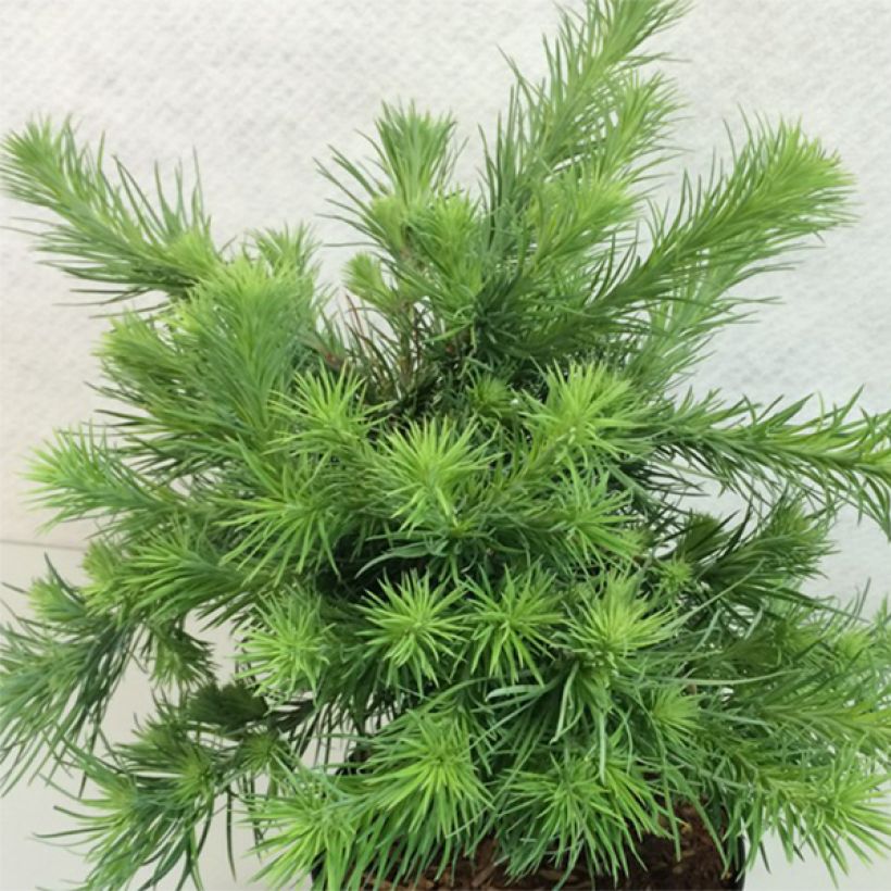 Larix kaempferi Blue Dwarf - Mélèze du Japon nain                       (Plant habit)
