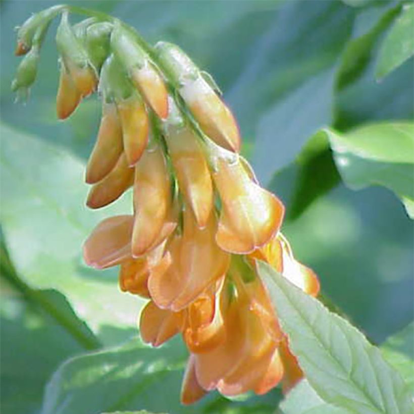 Lathyrus aureus, Pois vivace (Flowering)
