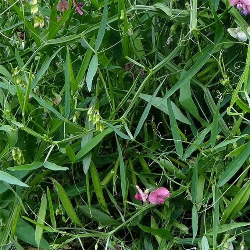 Lathyrus latifolius Red Pearl - Gesse à larges feuilles (Foliage)