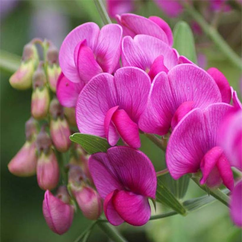 Lathyrus latifolius Red Pearl - Gesse à larges feuilles (Flowering)