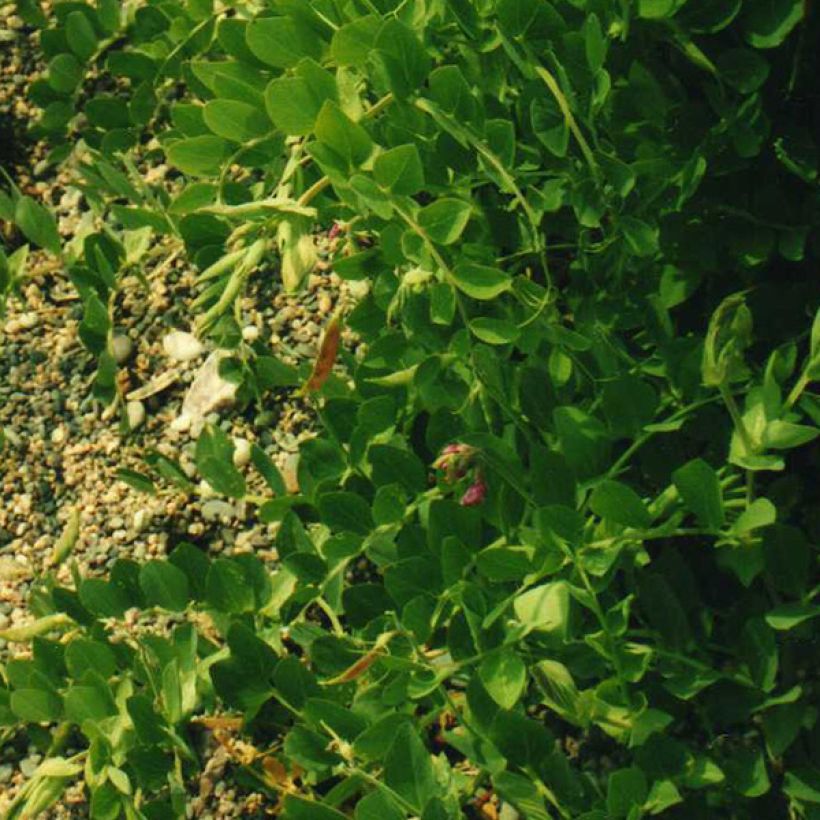 Lathyrus maritimus (Foliage)