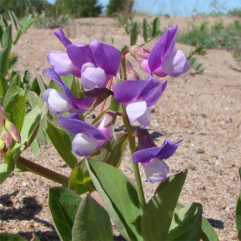 Lathyrus maritimus (Flowering)