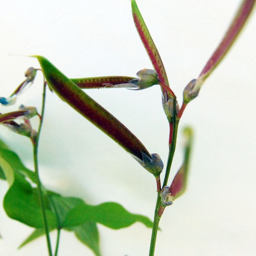 Lathyrus vernus - Pois de senteur vivace (Harvest)