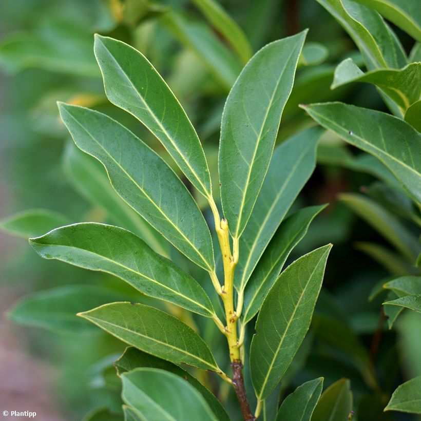 Laurier cerise - Prunus laurocerasus Elly (Foliage)