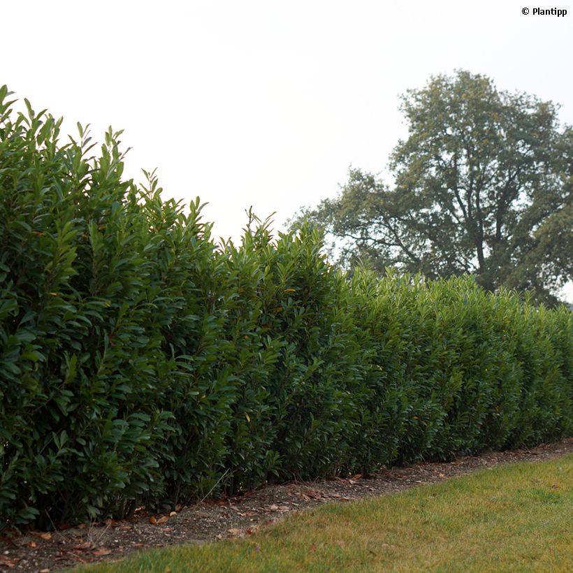 Laurier cerise - Prunus laurocerasus Elly (Plant habit)