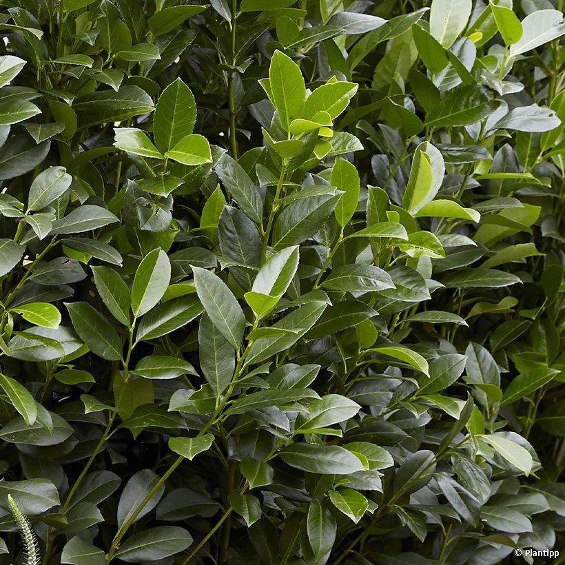 Laurier cerise - Prunus laurocerasus Obelisk (Foliage)
