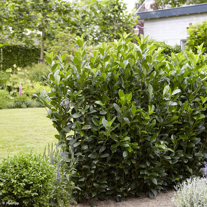 Laurier cerise - Prunus laurocerasus Obelisk (Plant habit)
