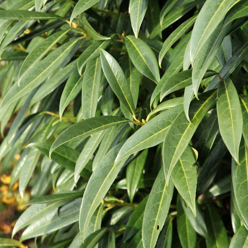 Laurier cerise - Prunus laurocerasus Otto Luyken  (Foliage)