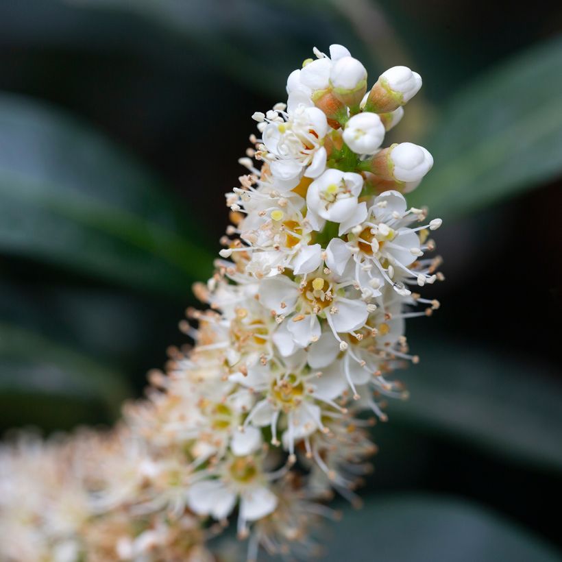 Laurier cerise - Prunus laurocerasus Otto Luyken  (Flowering)