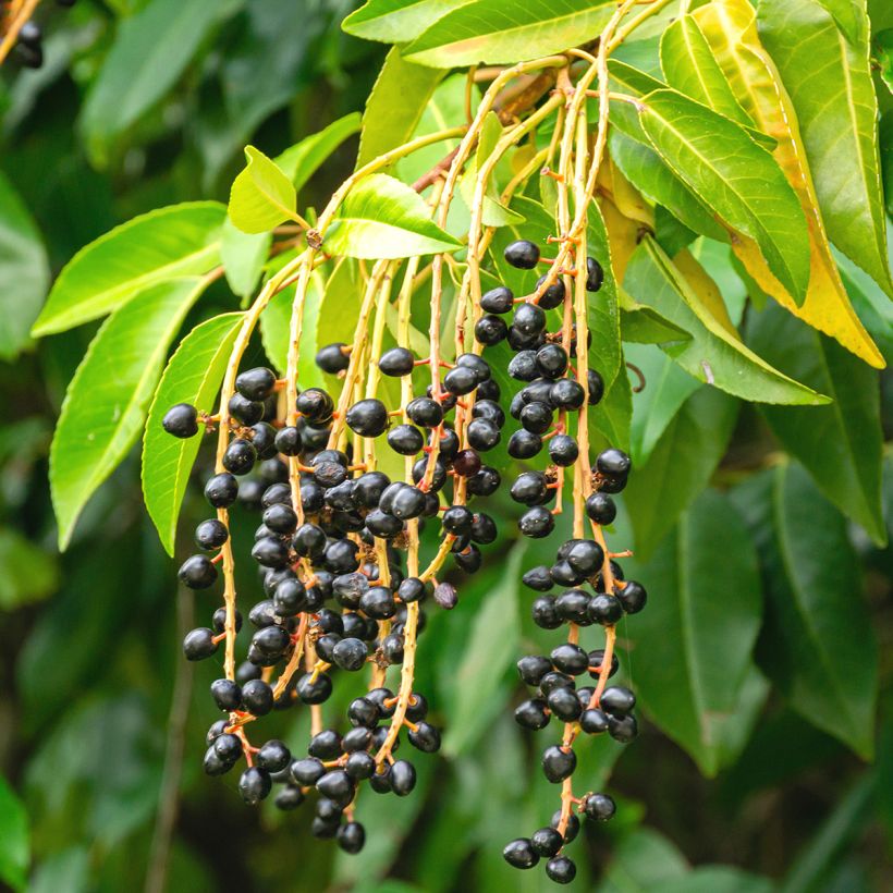 Laurier du Portugal - Prunus lusitanica (Harvest)