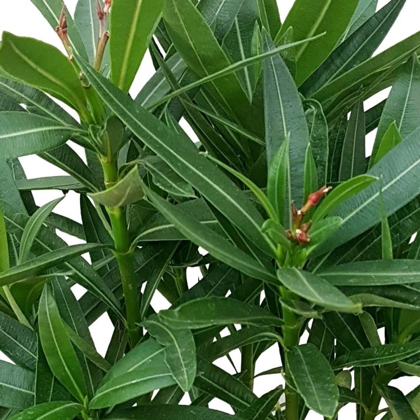Laurier rose Papa Gambetta - Nerium oleander (Foliage)