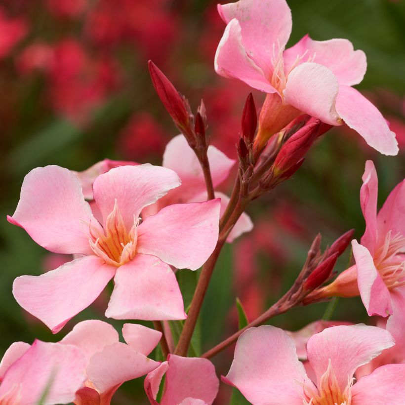 Laurier-rose Tito Poggi – Nerium oleander (Flowering)