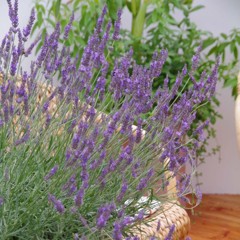 Lavande intermedia Phenomenal (Niko) - Lavandin (Flowering)