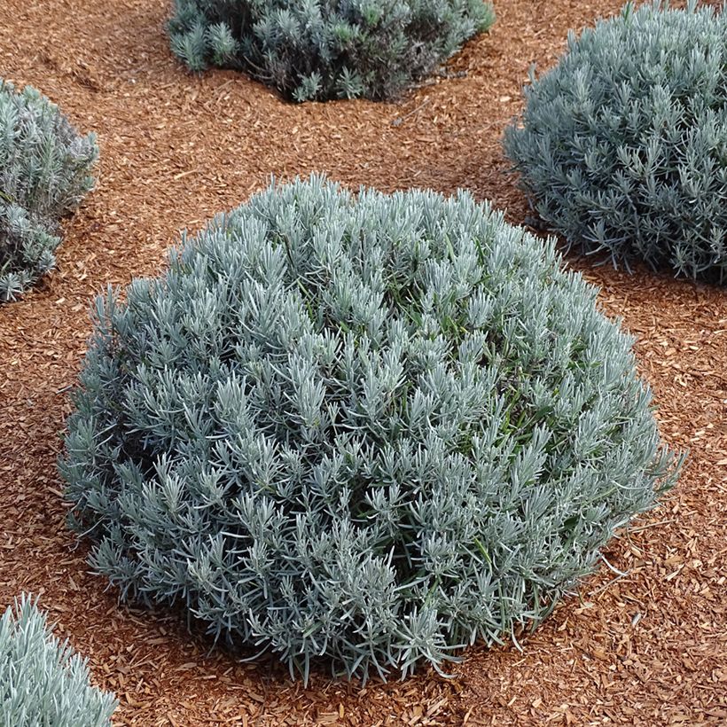 Lavande intermedia Phenomenal (Niko) - Lavandin (Plant habit)