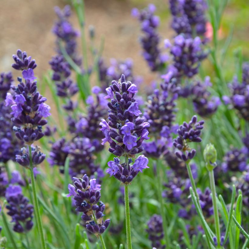 Lavande Vraie - Lavandula officinalis (Flowering)