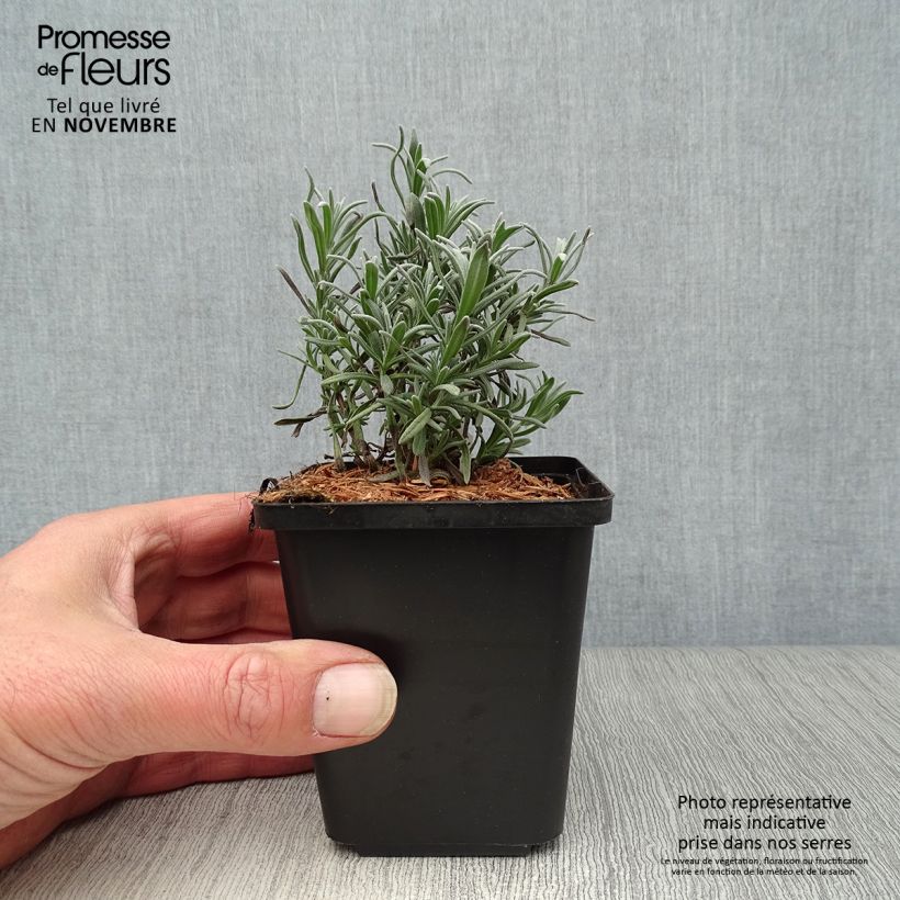 Example of Lavande angustifolia Munstead Godet de 8/9 cm as you get in automne