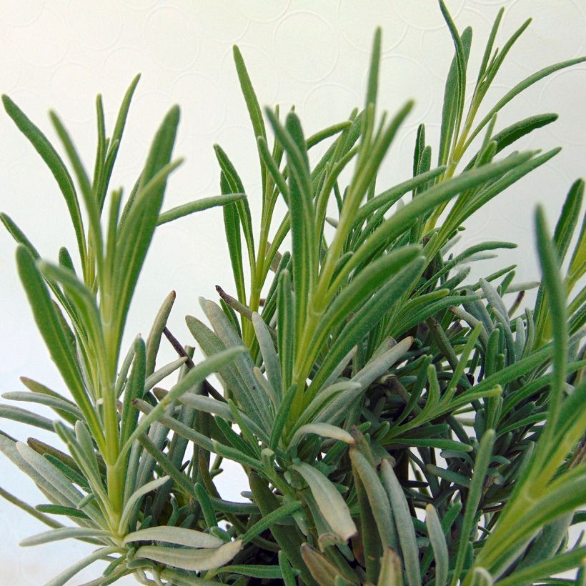 Lavande angustifolia Silbermöwe (Foliage)