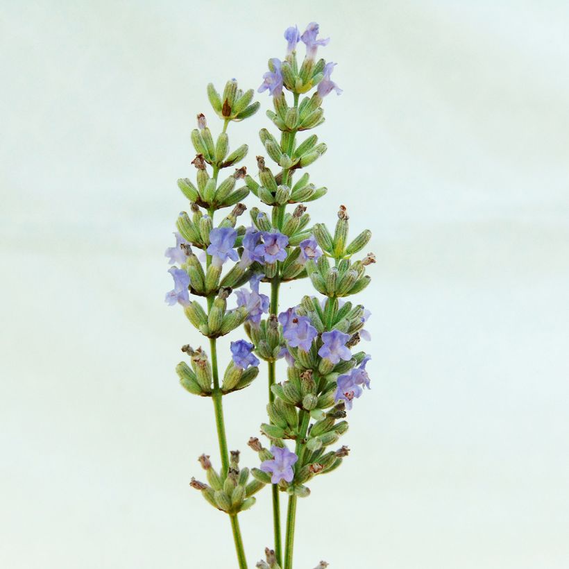 Lavande intermedia Grappenhall - Lavandin (Flowering)