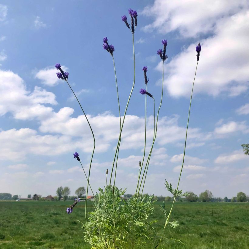 Lavandula pinnata var. pinnata - Lavande pennée de Canaries (Plant habit)