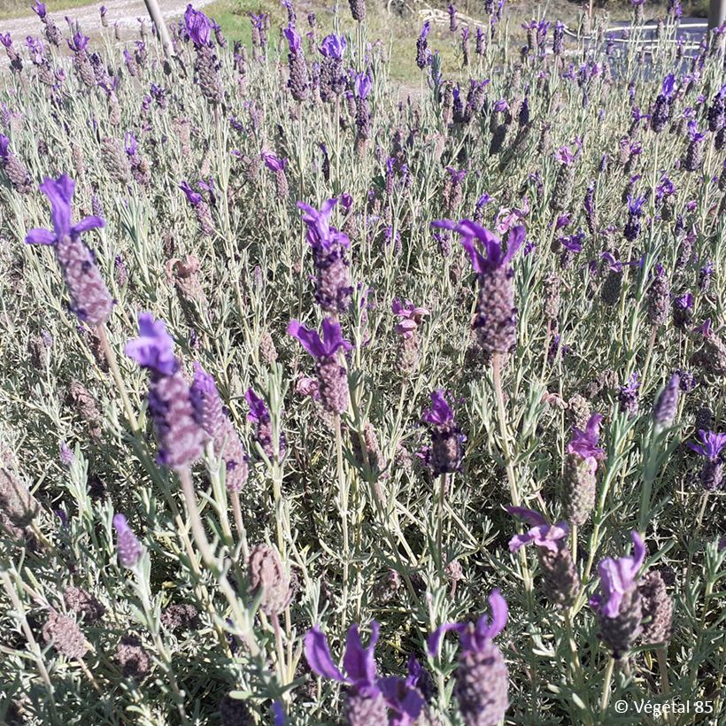 Lavande papillon Madrid Purple - Lavandula stoechas (Plant habit)