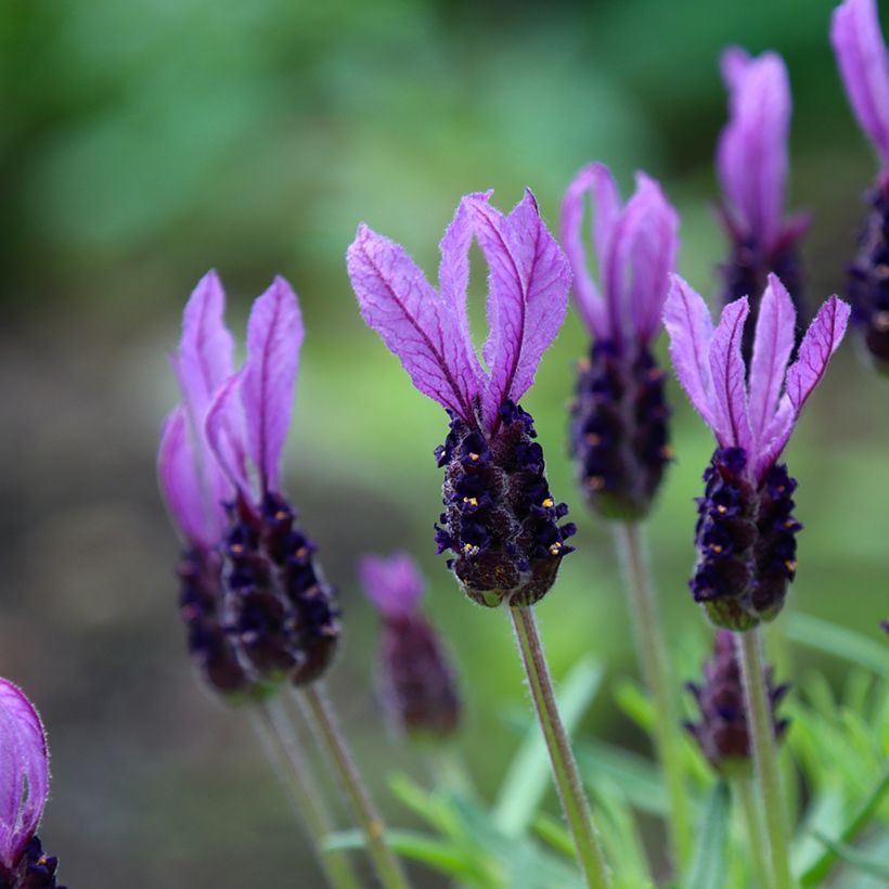 Lavande papillon Madrid Purple - Lavandula stoechas (Flowering)
