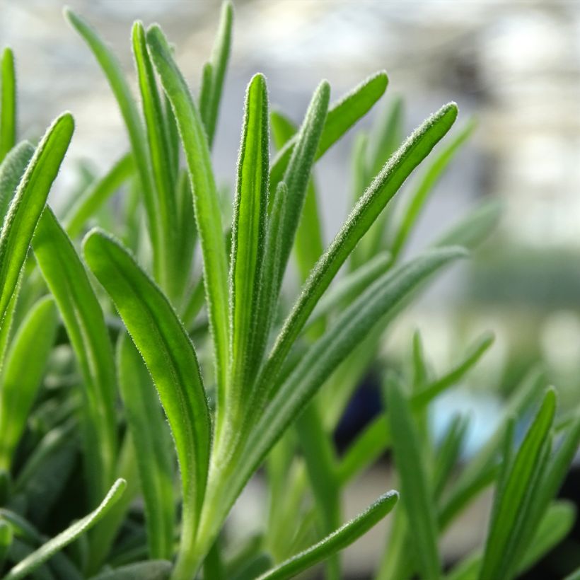 Lavande vraie - Lavandula angustifolia Alba (Foliage)