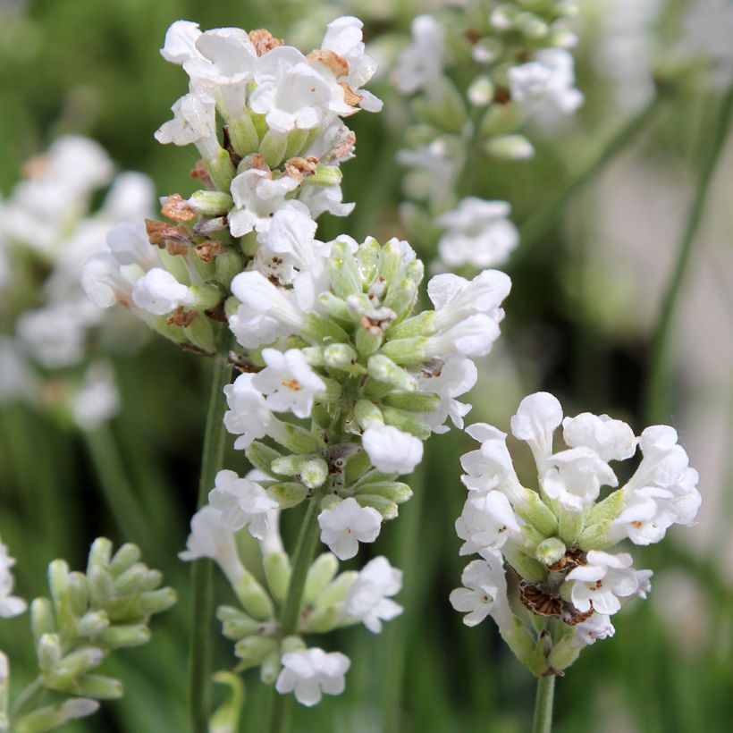 Lavande vraie - Lavandula angustifolia Alba (Flowering)