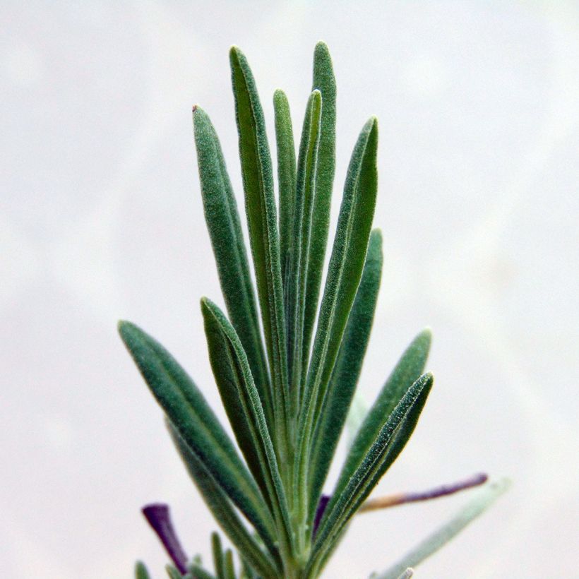 Lavande intermedia Dutch group - Lavandin (Foliage)