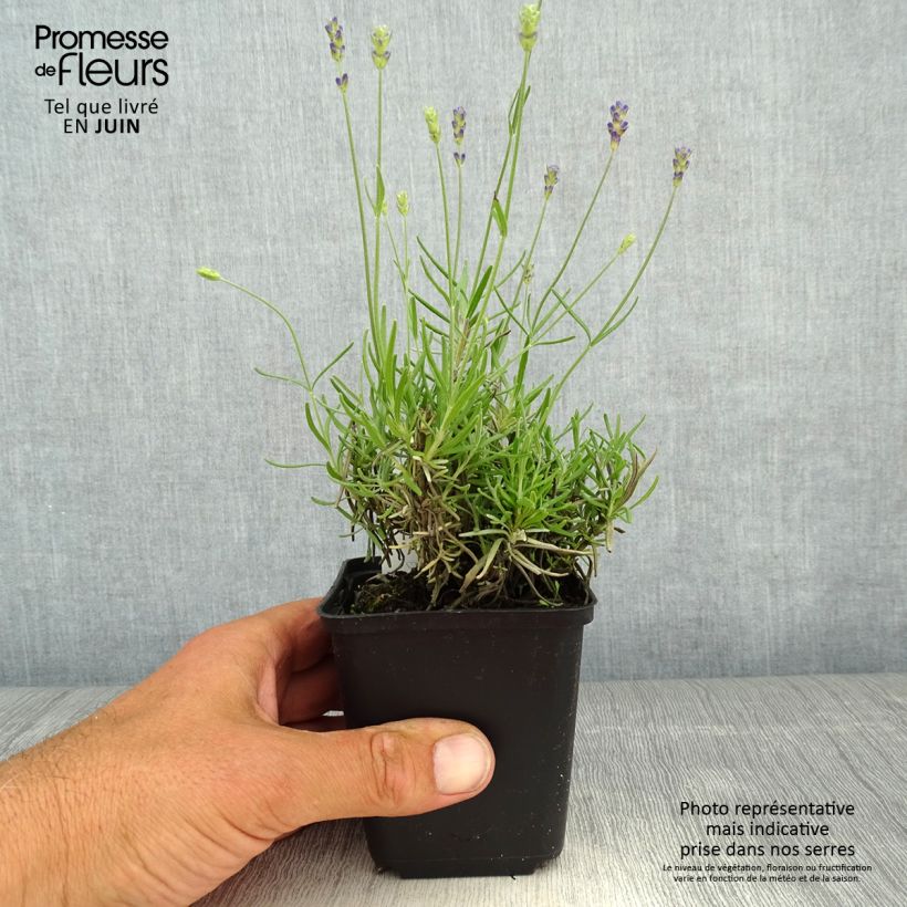 Example of Lavandula angustifolia Blue Jeans - Lavande vraie Godet de 8/9 cm as you get in printemps