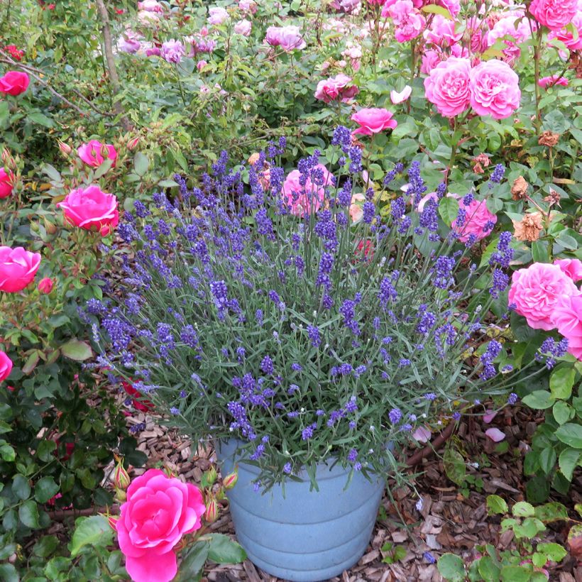 Lavandula angustifolia Blue Jeans - Lavande vraie (Plant habit)