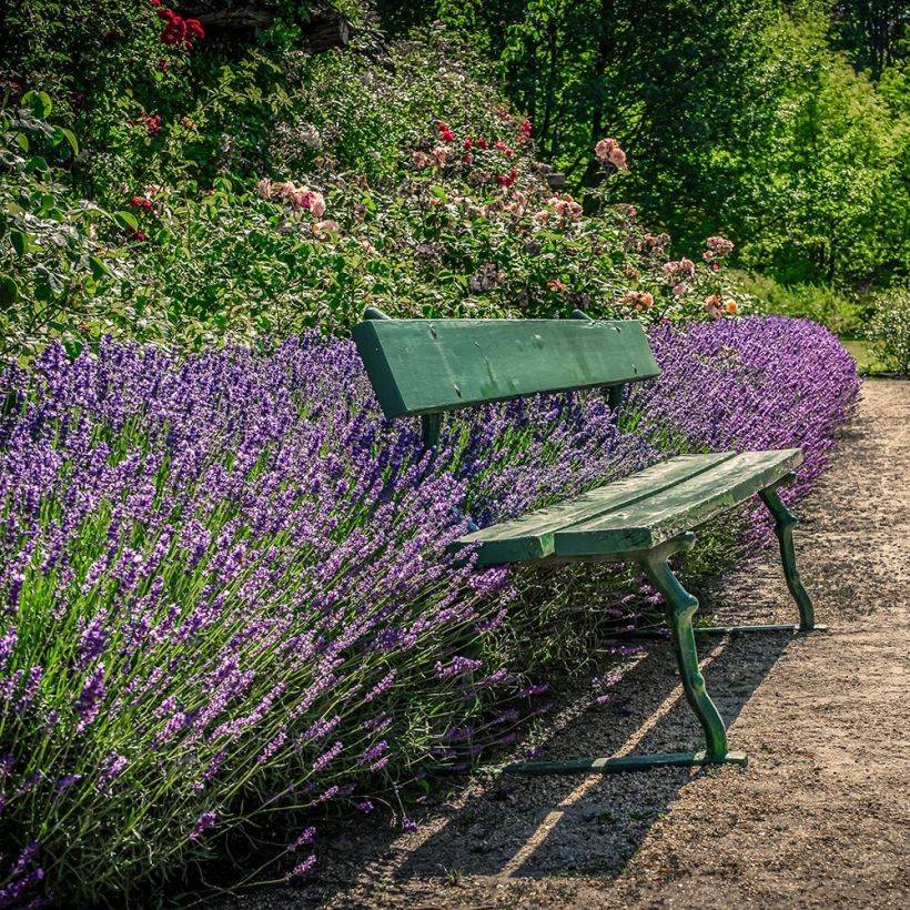 Lavande vraie Siesta - Lavandula angustifolia Siesta (Plant habit)