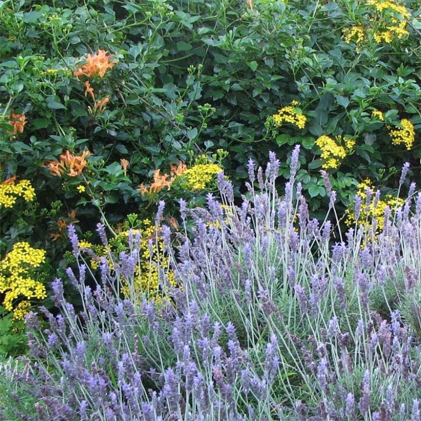 Lavandula dentata - Lavande dentée (Flowering)