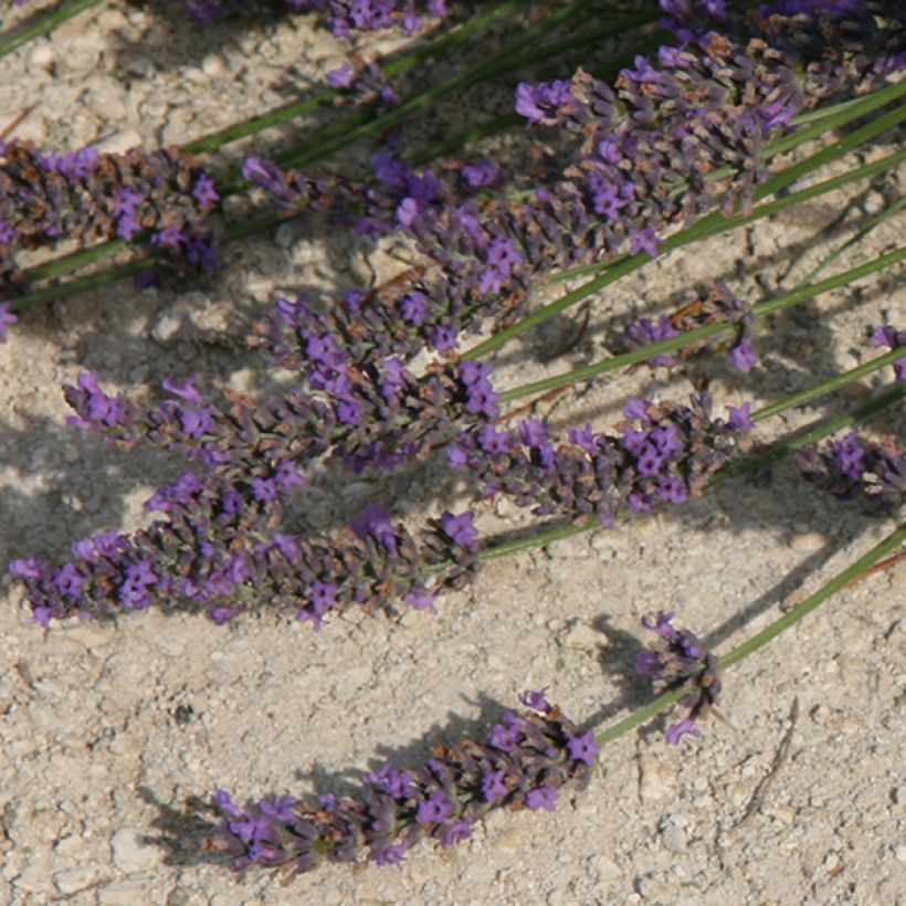 Lavande intermedia Grosso - Lavandin (Flowering)